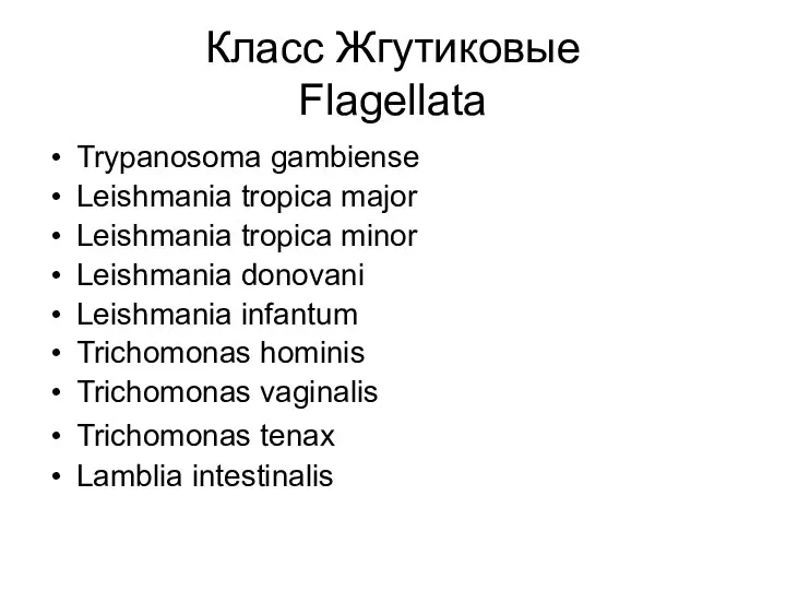 Класс Жгутиковые Flagellata Trypanosoma gambiense Leishmania tropica major Leishmania tropica minor Leishmania