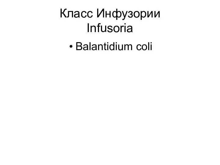 Класс Инфузории Infusoria Balantidium coli