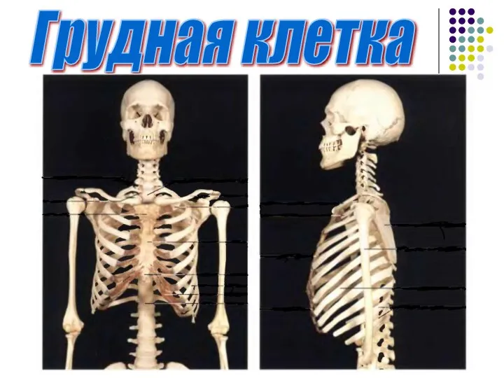 Грудная клетка