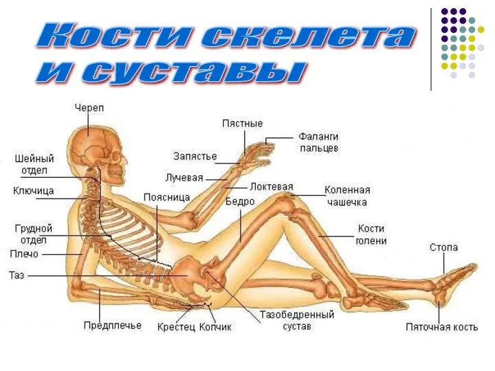 Кости скелета и суставы