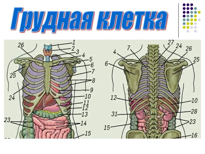 Грудная клетка