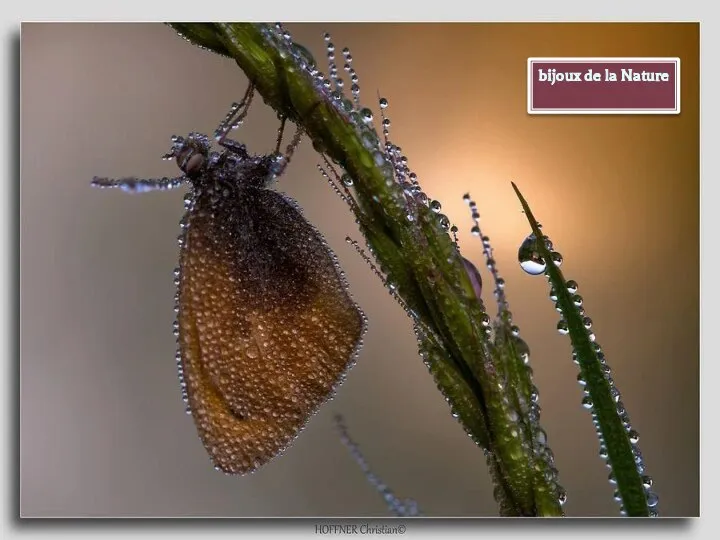 bijoux de la Nature