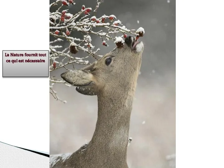 La Nature fournit tout ce qui est nécessaire