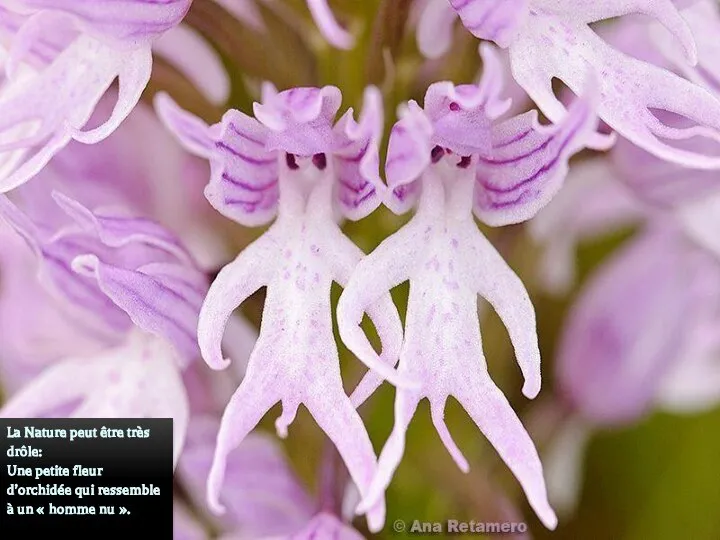 La Nature peut être très drôle: Une petite fleur d’orchidée qui ressemble