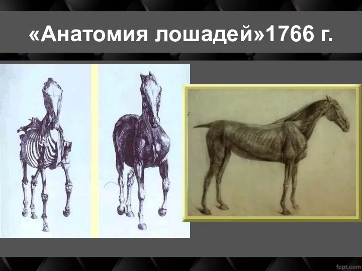 «Анатомия лошадей»1766 г.