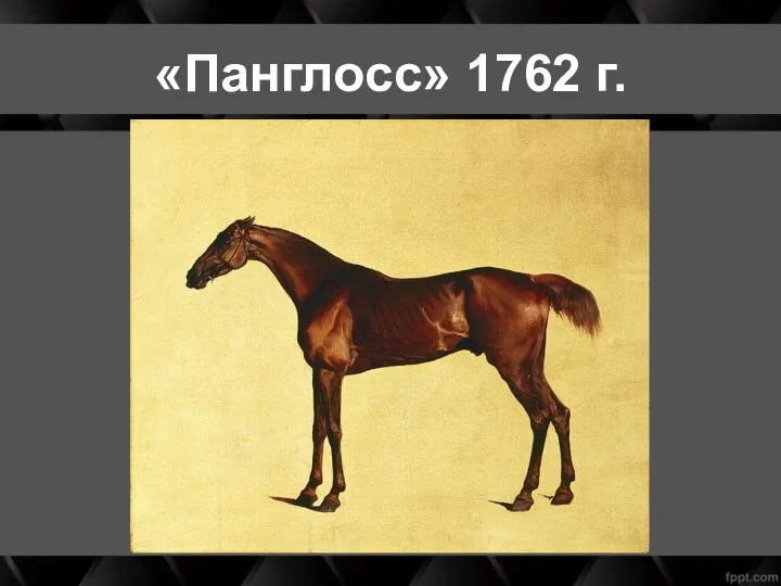 «Панглосс» 1762 г.