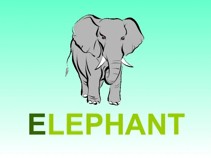 ELEPHANT