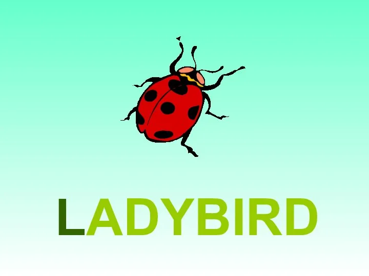 LADYBIRD