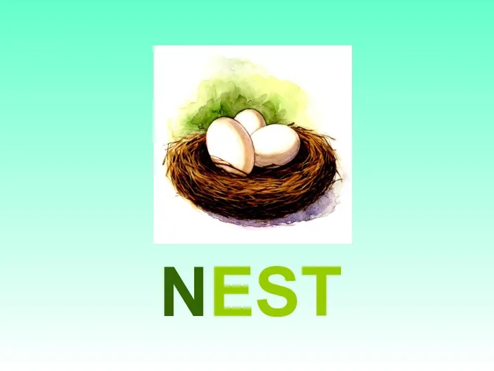 NEST