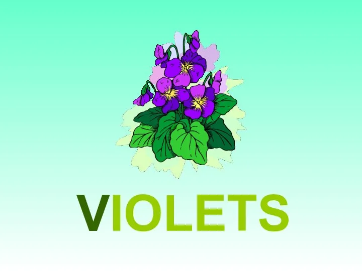 VIOLETS