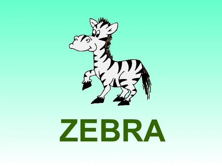 ZEBRA