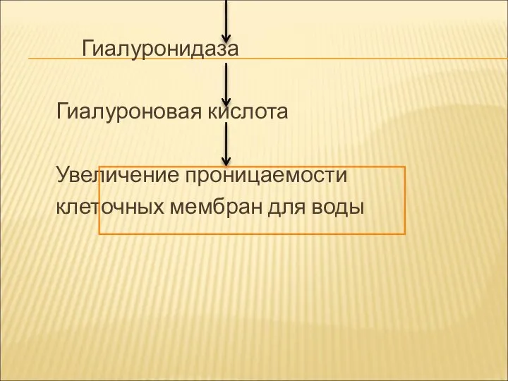 Гиалуронидаза Гиалуроновая кислота Увеличение проницаемости клеточных мембран для воды