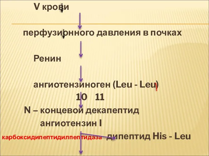 V крови перфузионного давления в почках Ренин ангиотензиноген (Leu - Leu) 10