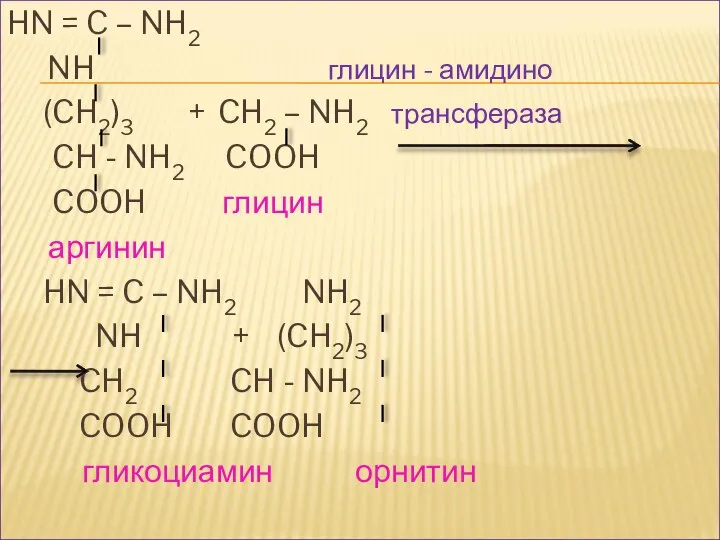 HN = C – NH2 NH глицин - амидино (CH2)3 + CH2