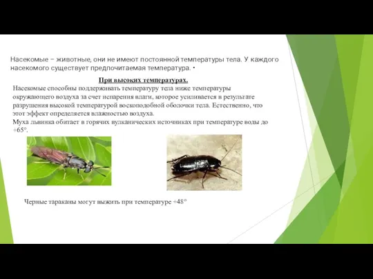 Насекомые – животные, они не имеют постоянной температуры тела. У каждого насекомого