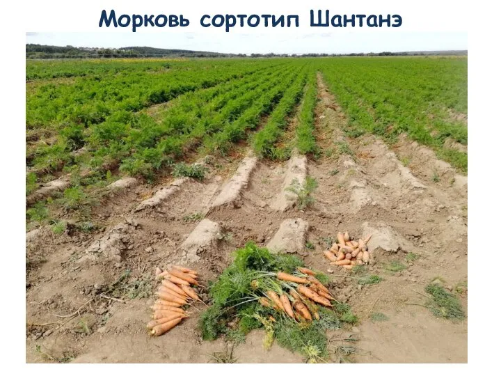 Морковь сортотип Шантанэ