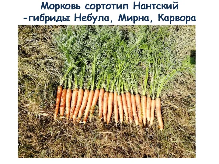 Морковь сортотип Нантский -гибриды Небула, Мирна, Карвора