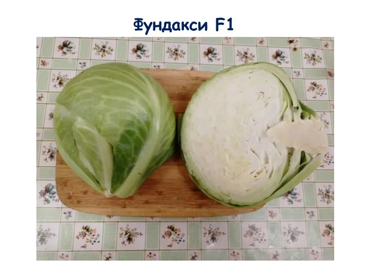 Фундакси F1