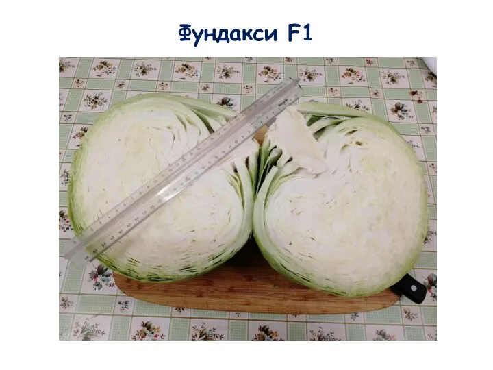 Фундакси F1