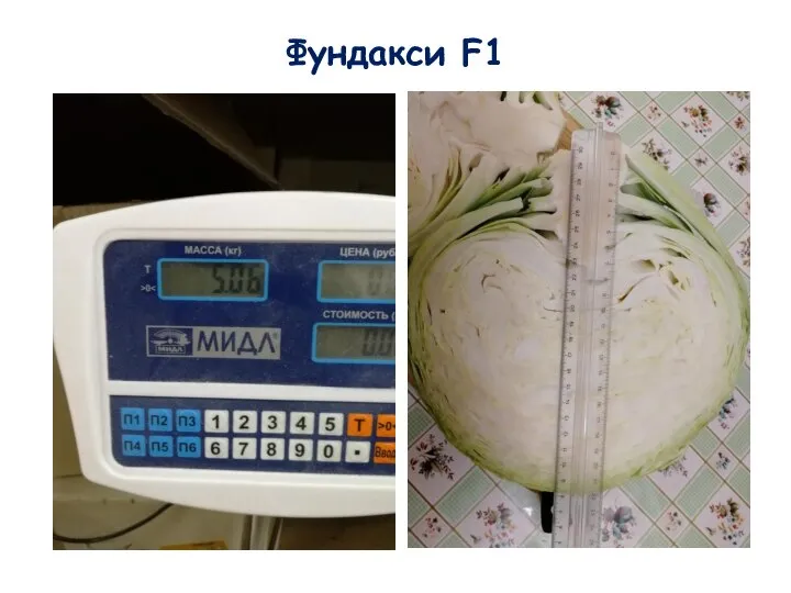 Фундакси F1