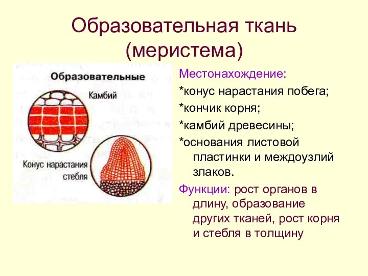 Образовательная ткань (меристема) Местонахождение: *конус нарастания побега; *кончик корня; *камбий древесины; *основания