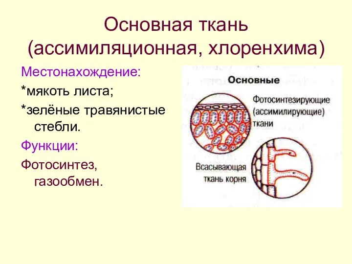 Основная ткань (ассимиляционная, хлоренхима) Местонахождение: *мякоть листа; *зелёные травянистые стебли. Функции: Фотосинтез, газообмен.