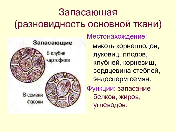 Запасающая (разновидность основной ткани) Местонахождение: мякоть корнеплодов, луковиц, плодов, клубней, корневищ, сердцевина