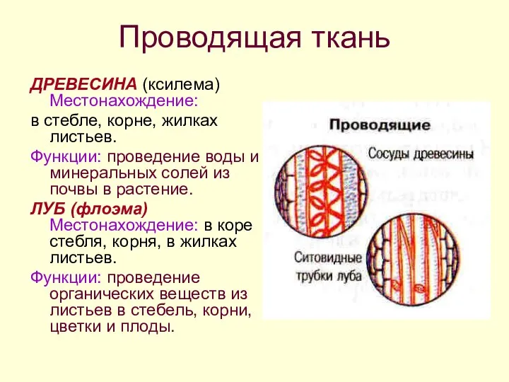 Проводящая ткань ДРЕВЕСИНА (ксилема) Местонахождение: в стебле, корне, жилках листьев. Функции: проведение