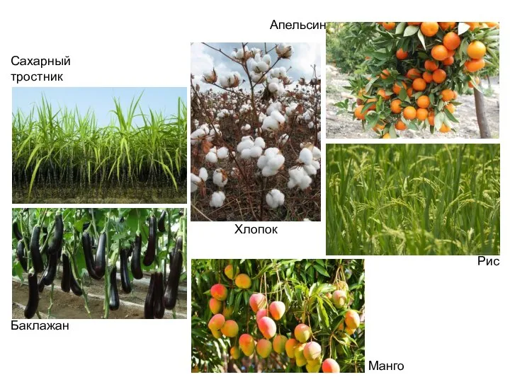 Апельсин Хлопок Манго Рис Сахарный тростник Баклажан