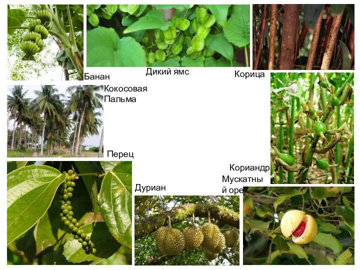 Кокосовая Пальма Перец Дуриан Мускатный орех Кориандр Дикий ямс Корица Банан