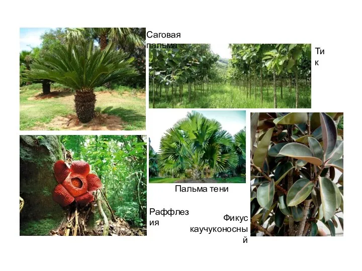 Раффлезия Тик Фикус каучуконосный Пальма тени Саговая пальма