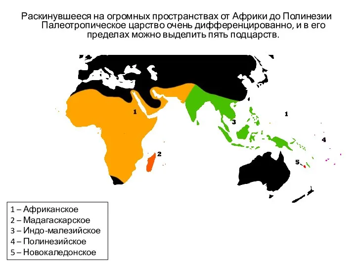 Раскинувшееся на огромных пространствах от Африки до Полинезии Палеотропическое царство очень дифференцированно,