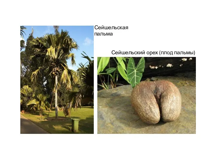 Сейшельская пальма Сейшельский орех (плод пальмы)