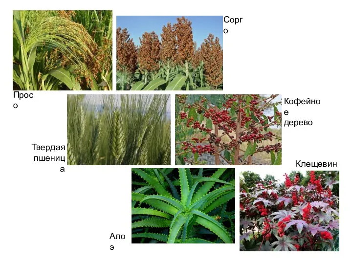 Сорго Просо Клещевина Кофейное дерево Твердая пшеница Алоэ