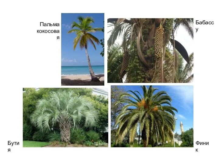 Пальма кокосовая Бутия Бабассу Финик