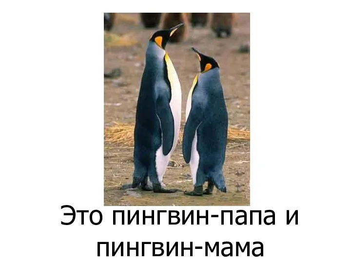 Это пингвин-папа и пингвин-мама