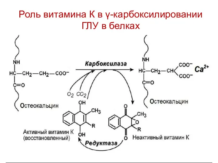 Роль витамина К в γ-карбоксилировании ГЛУ в белках