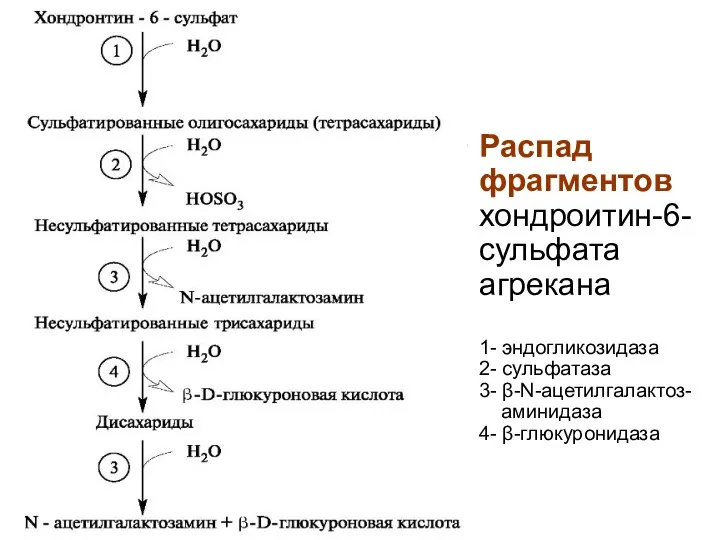 Распад фрагментов хондроитин-6-сульфата агрекана 1- эндогликозидаза 2- сульфатаза 3- β-N-ацетилгалактоз- аминидаза 4- β-глюкуронидаза