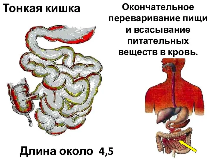 Окончательное переваривание пищи и всасывание питательных веществ в кровь. Тонкая кишка Длина около 4,5м.