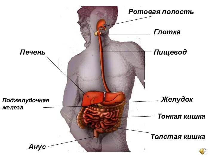 Ротовая полость Глотка Пищевод Желудок Тонкая кишка Толстая кишка Анус Печень Поджелудочная железа