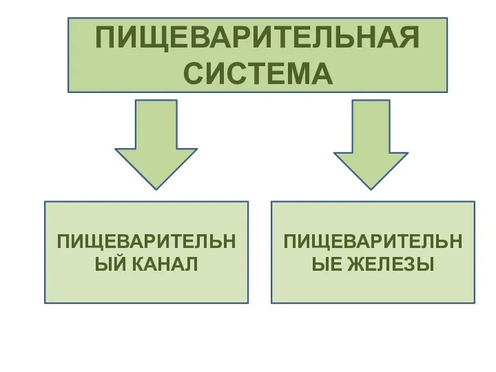 ПИЩЕВАРИТЕЛЬНАЯ СИСТЕМА ПИЩЕВАРИТЕЛЬНЫЙ КАНАЛ ПИЩЕВАРИТЕЛЬНЫЕ ЖЕЛЕЗЫ