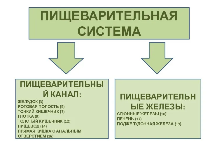 ПИЩЕВАРИТЕЛЬНАЯ СИСТЕМА ПИЩЕВАРИТЕЛЬНЫЙ КАНАЛ: ЖЕЛУДОК (3) РОТОВАЯ ПОЛОСТЬ (5) ТОНКИЙ КИШЕЧНИК (7)