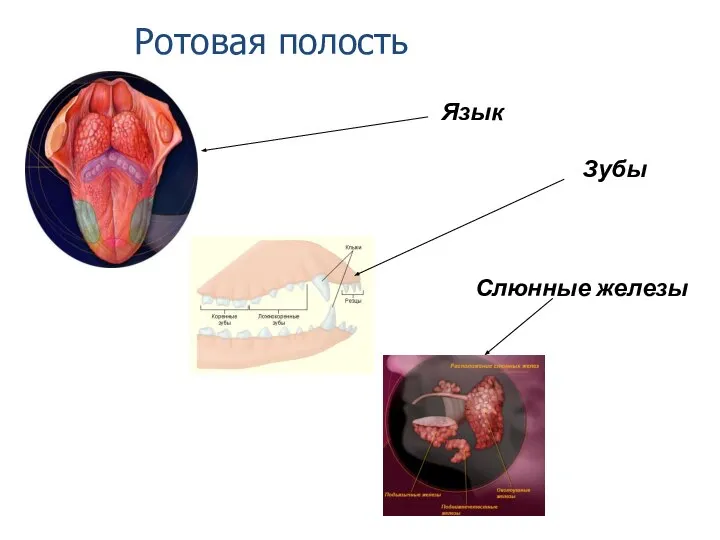 Ротовая полость Язык Зубы Слюнные железы