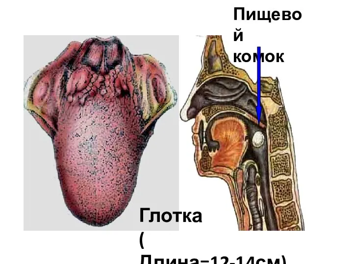 Пищевой комок Глотка ( Длина=12-14см)