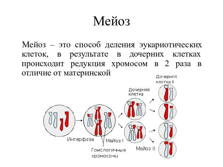 Мейоз Мейоз – это способ деления эукариотических клеток, в результате в дочерних