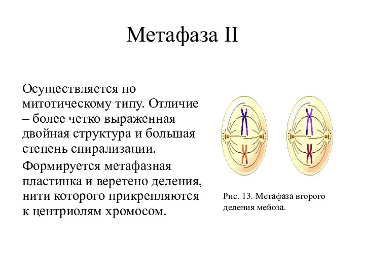 Метафаза II Осуществляется по митотическому типу. Отличие – более четко выраженная двойная
