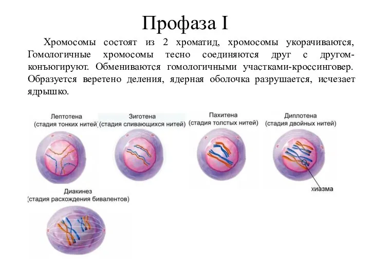 Профаза I Хромосомы состоят из 2 хроматид, хромосомы укорачиваются, Гомологичные хромосомы тесно