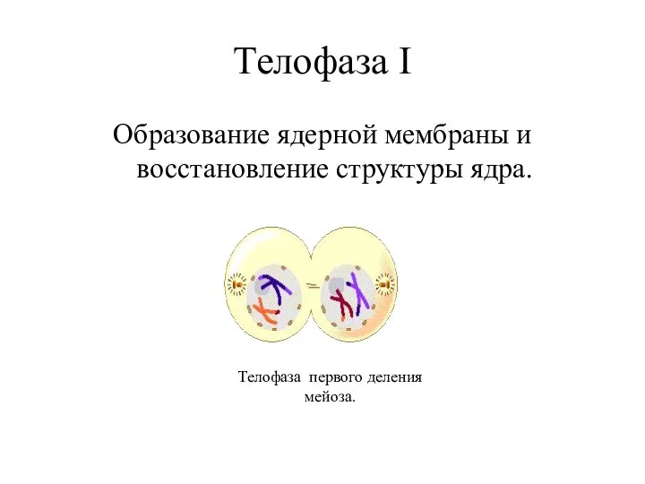 Телофаза I Образование ядерной мембраны и восстановление структуры ядра. Телофаза первого деления мейоза.