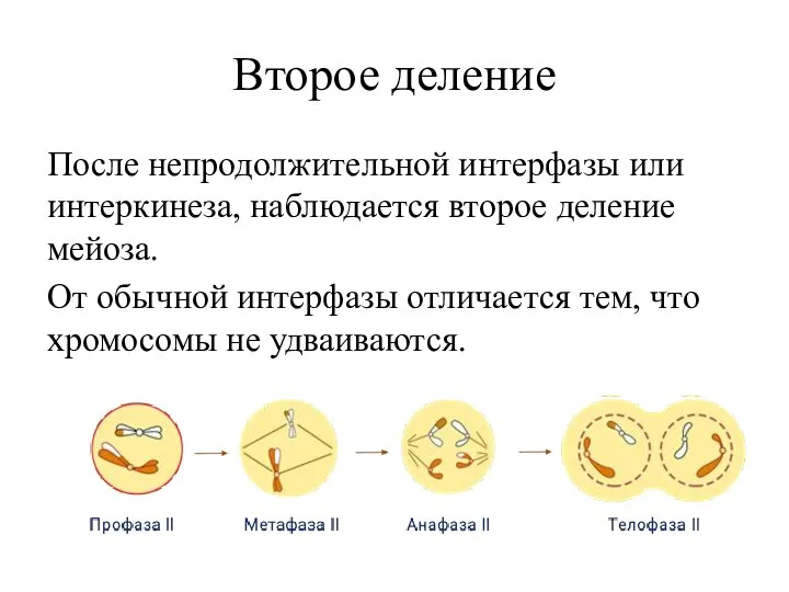 Второе деление После непродолжительной интерфазы или интеркинеза, наблюдается второе деление мейоза. От