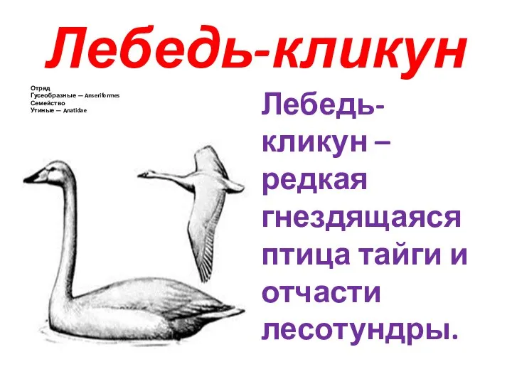 Лебедь-кликун Отряд Гусеобразные — Anseriformes Семейство Утиные — Anatidae Лебедь-кликун – редкая